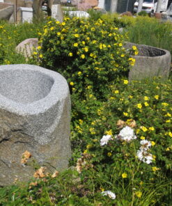 Brunnenfindling mit Naturkruste BWk003 (1)