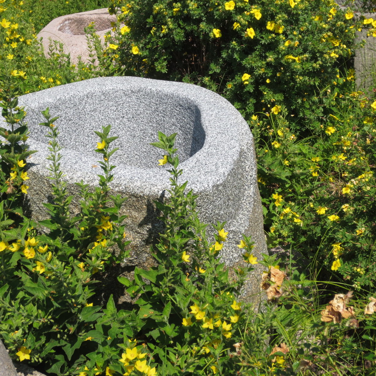 Brunnenfindling mit Naturkruste BWk003 (3)